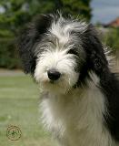 Bearded Collie 9Y049D-026